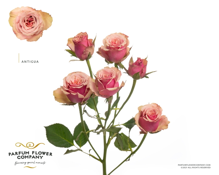 <h4>Rosa Spray Antigua</h4>