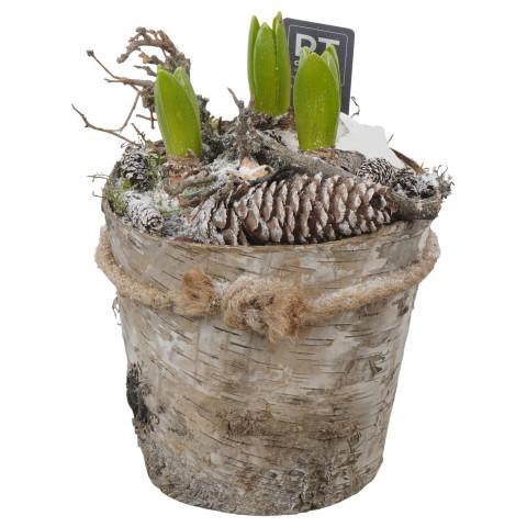 <h4>PTWH7741 Arrangement Winter Hyacint in houten pot</h4>