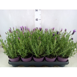 Lavandula stoec. 'Anouk'