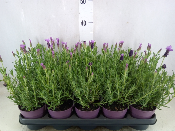 <h4>Lavandula stoec. 'Anouk'</h4>