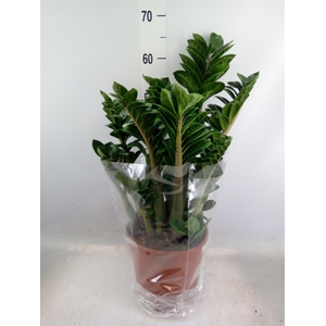 Zamioculcas zamiifolia 'Zenzi'