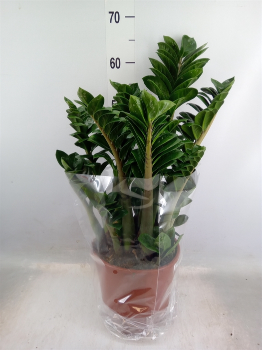 <h4>Zamioculcas zamiifolia 'Zenzi'</h4>