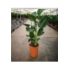 Strelitzia reginae