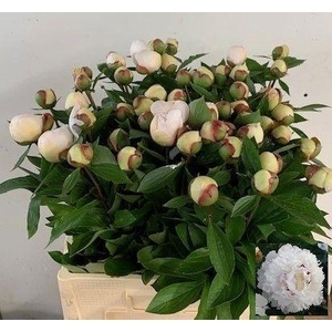 Paeo L Festiv Maxima