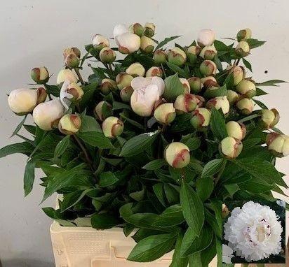 <h4>Paeo L Festiv Maxima</h4>