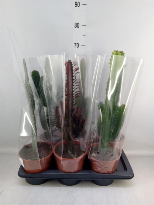 <h4>Cactus ...mix 3</h4>