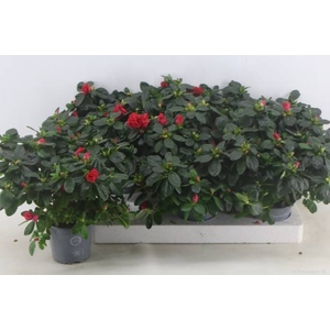 RHODO SI HELLMUT VOG