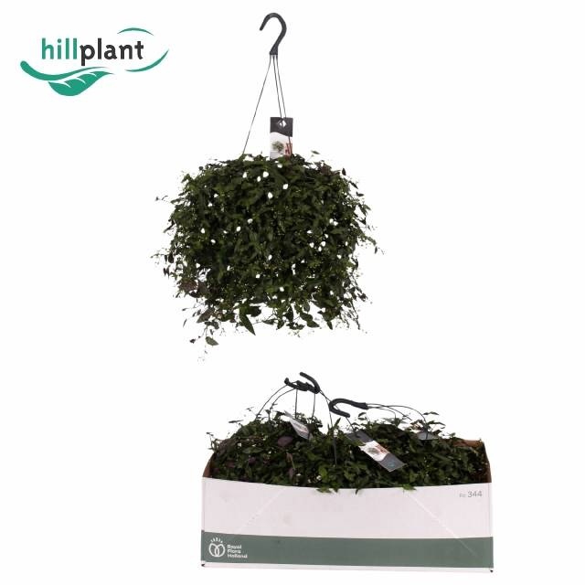 <h4>TRAD MULTIFLORA</h4>