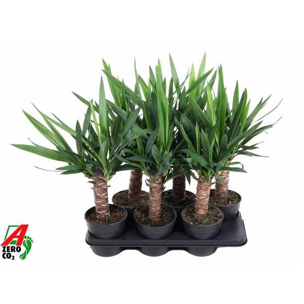 <h4>Yucca overig</h4>