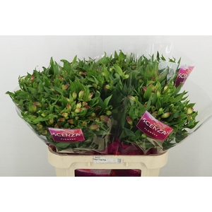 Alstr Intenz Da Pink