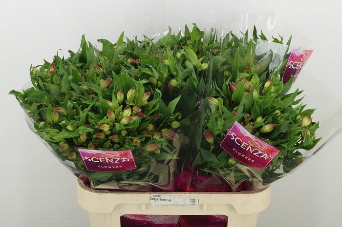 <h4>Alstr Intenz Da Pink</h4>