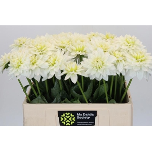 Dahlia Karma M. Zwaan