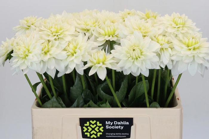 <h4>Dahlia Karma M. Zwaan</h4>