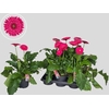 Gerb Sun Tropica