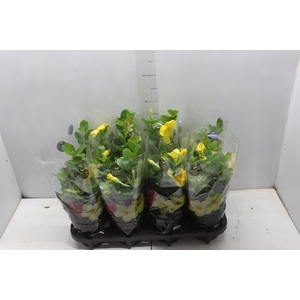 DIPLADENIA GOLDEN P14 PREMIUM