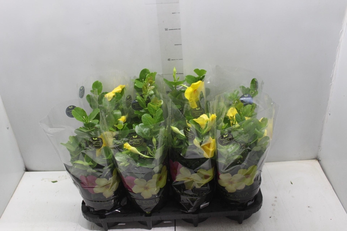 <h4>DIPLADENIA GOLDEN P14 PREMIUM</h4>