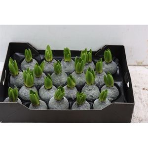 Wax Hyacinth Gl Olive Groen Metallic