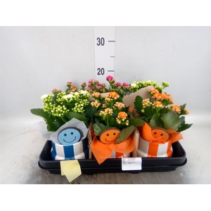 Arr. Planten L%