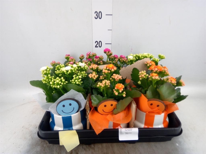<h4>Arr. Planten L%</h4>