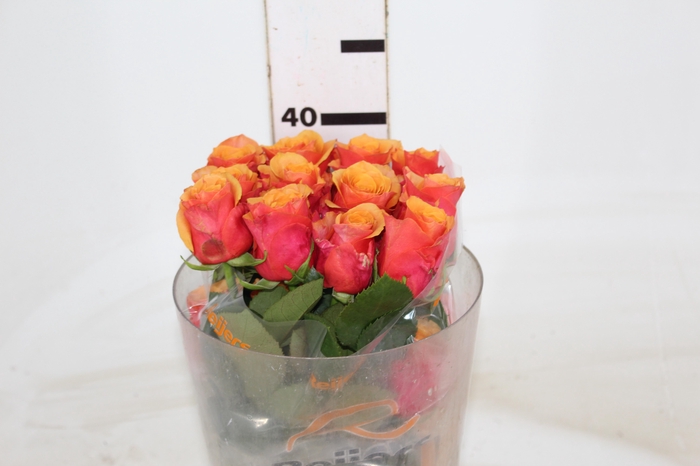 <h4>ROSA ESPANA 040 CM ESTUFA</h4>