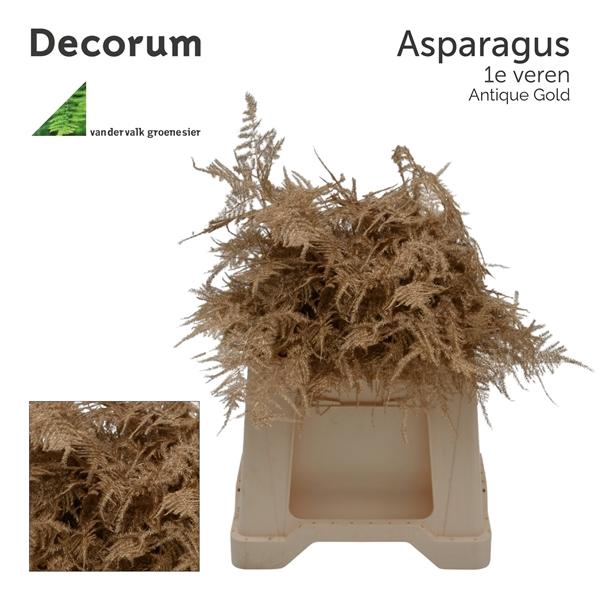 <h4>Asp 1e veren Antique gold</h4>