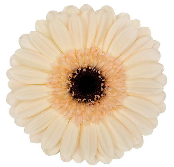 <h4>Ge Mi Espresso</h4>