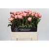 Paeonia Albert Crousse