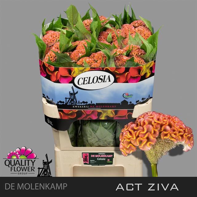 <h4>Celosia C Act Ziva</h4>