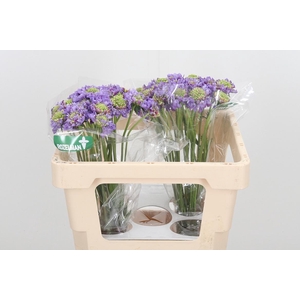 Scab At Lavend Scoop