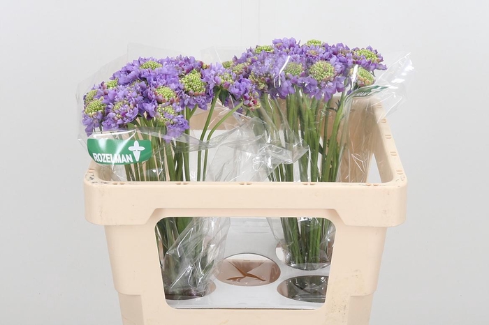 <h4>Scab At Lavend Scoop</h4>