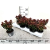 Leucot Ax Curly Red Outdoor