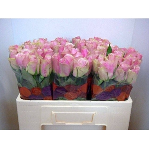 R GR BELLE ROSE