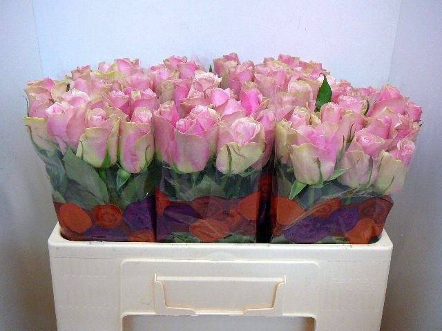 <h4>R GR BELLE ROSE</h4>