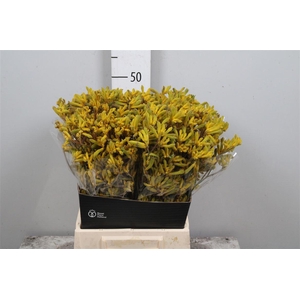 Anigoz Yellow G