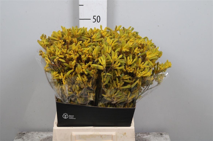 <h4>Anigoz Yellow G</h4>