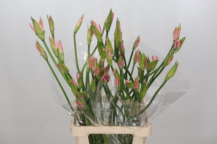 <h4>Nerine Vesta K Artistiek</h4>