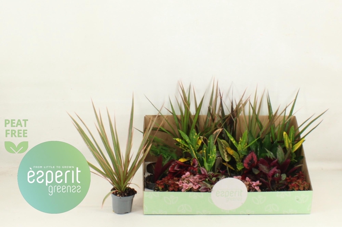 <h4>KAMERPL GEM OV</h4>