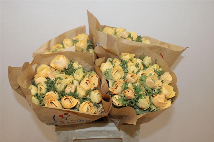 <h4>Anem Marianne Powder Abricot</h4>