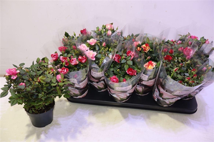 <h4>Ro Victory Gem</h4>