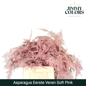 Asparagus 1ste Soft pink