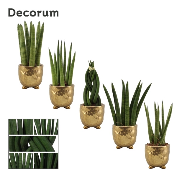 <h4>Sansevieria Cylindrica 6 cm mix in Sigma (Deco-collection)</h4>