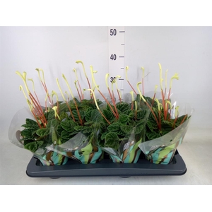 Peperomia caperata 'Lilian'