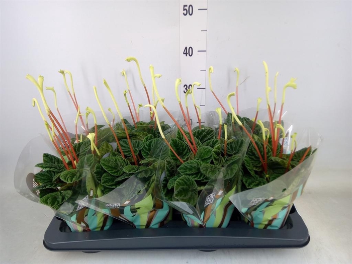 <h4>Peperomia caperata 'Lilian'</h4>