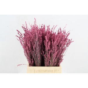 DF Lavender Bs Pink
