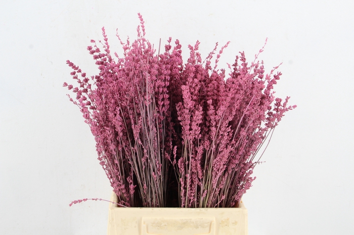 <h4>DF Lavender Bs Pink</h4>