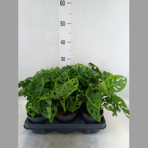 Monstera obliqua 'Monkey Mask'