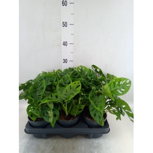 Monstera obliqua 'Monkey Mask'