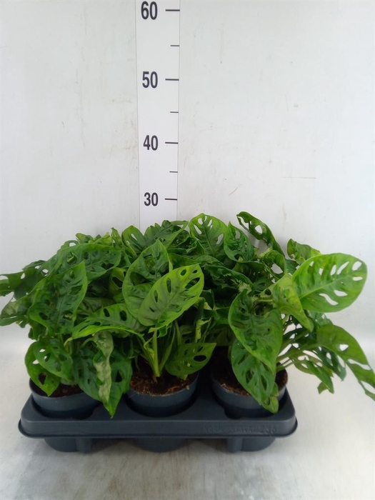 <h4>Monstera obliqua 'Monkey Mask'</h4>