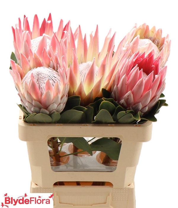 <h4>PROTEA CYNAROIDES</h4>