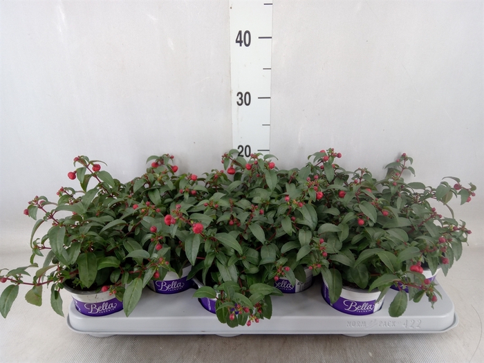 <h4>Fuchsia  'Bella Fuchsia Olivia'</h4>